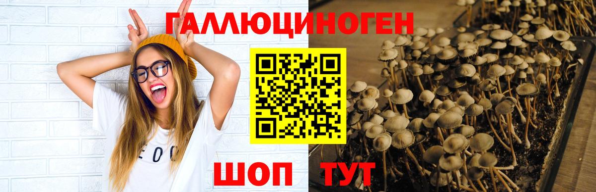 Псилоцибиновые грибы Cubensis Моздок